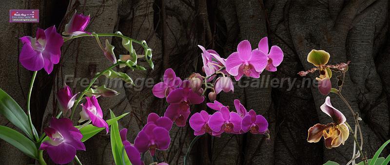 orchid_compose1b_xl preview.jpg